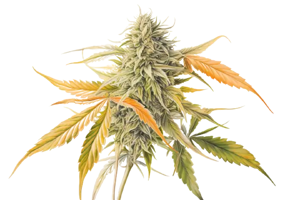 Die Blüte und Blätter einer Cannabispflanze. Eine farbenfrohe Hanfpflanze in voller Blüte.